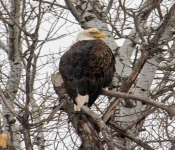 2021 01 10 NorthernMN 039